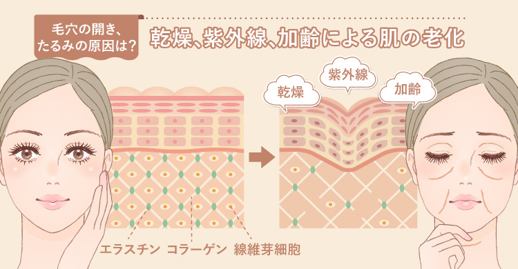 乾燥、紫外線、加齢による肌の老化